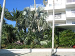 Naples Beach Hotel - Various Palms